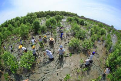 Planting trees in Thailand