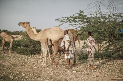 Camels Somaliland