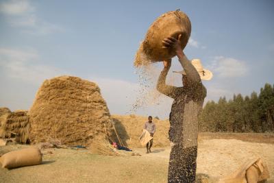Farmers.harvesting-Ethiopi