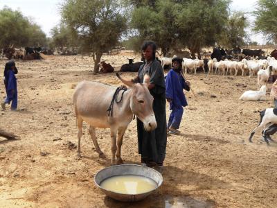 Malian refugees with their cattle in Burkina Faso near the border with Mali