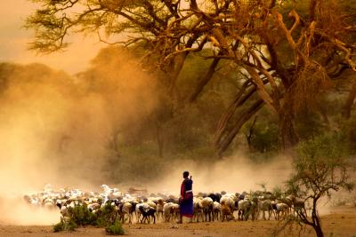 Pastoralist guiding a herd of goats