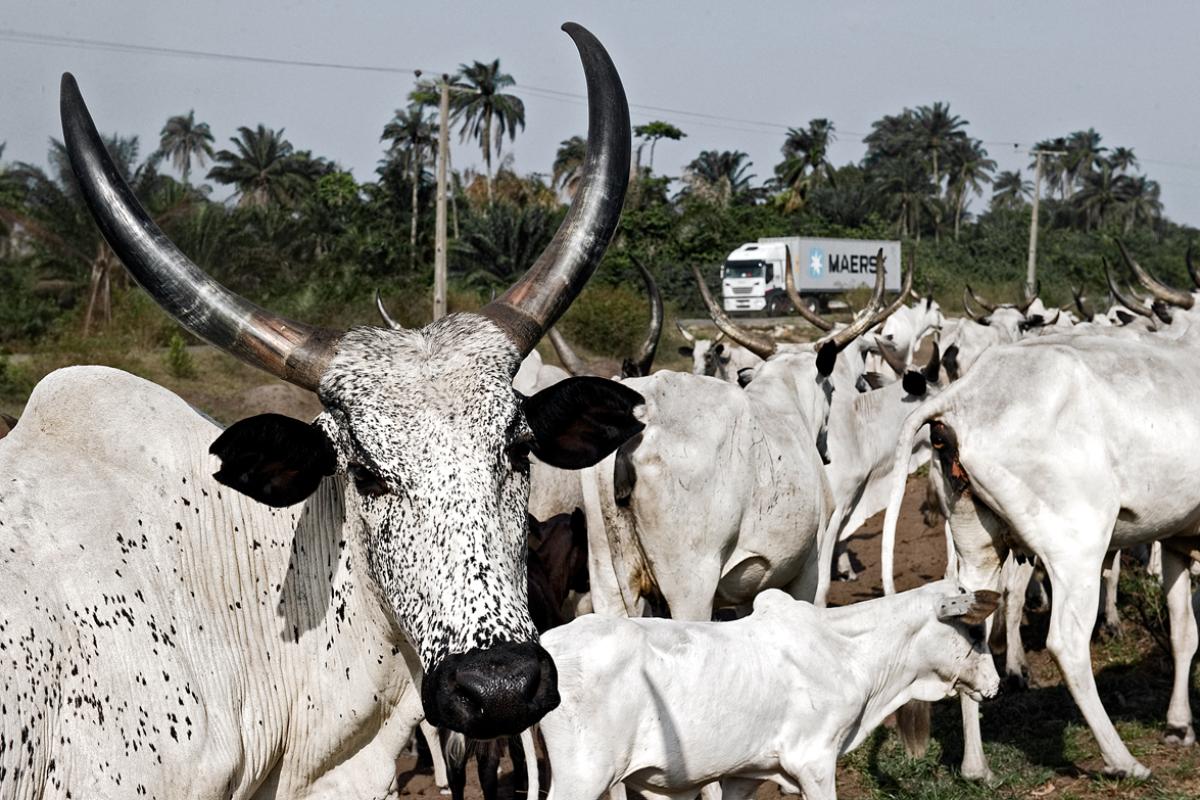 Cattle West Africa