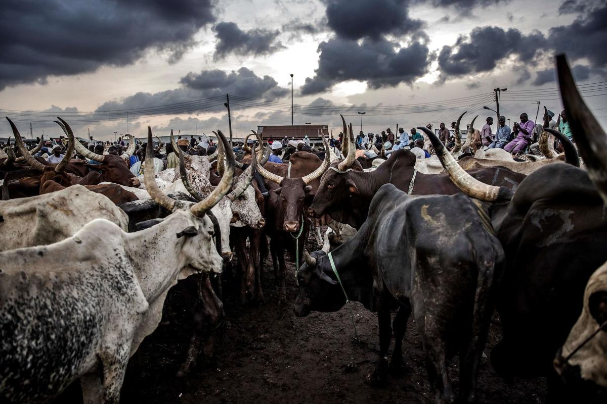 Farmer-herder conflict Ghana.
