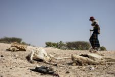 Drought in Somalia Dead animal because of climate change
