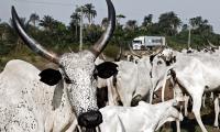 Cattle West Africa